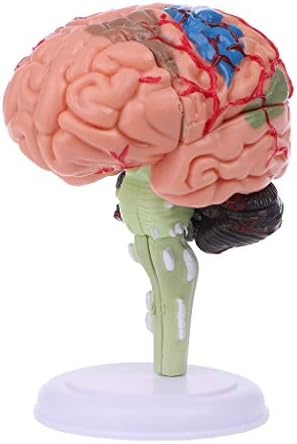 Abicial 4D Disassembled Anatomical Human Brain Model Anatomy Medical Teaching Tool Statues Sculptures Medical School Use