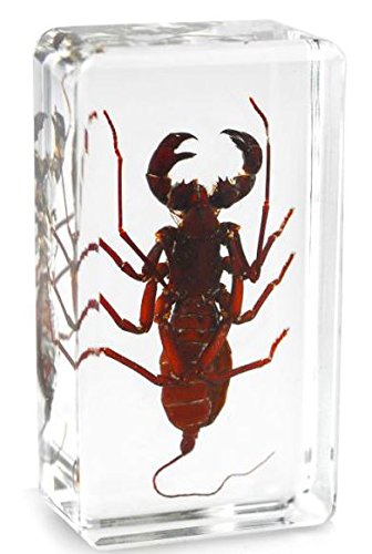 Fermacarta con insetto scorpione vero - Blocco