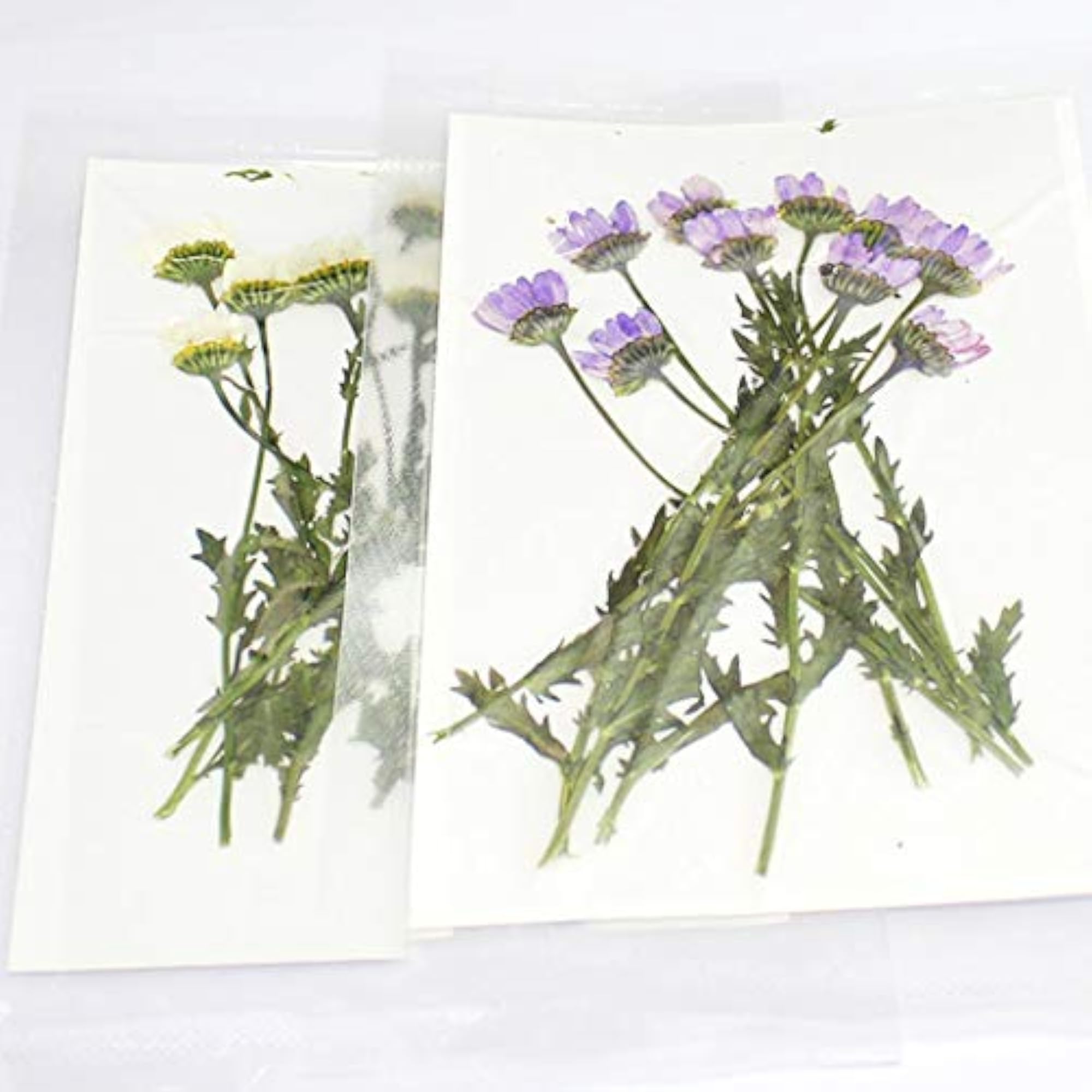 Dried Flower Natural Assorted Craft Supplies