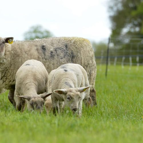 Taking Stock: Ewe Numbers, Markets & the Road Ahead for Sheep Farming Podcast Por  arte de portada