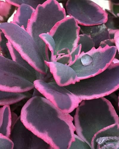 Perennial Farm Marketplace (Stonecrop) Perennial, Size-Quart, Sedum Sunsparkler® ‘Dream Dazzler’,