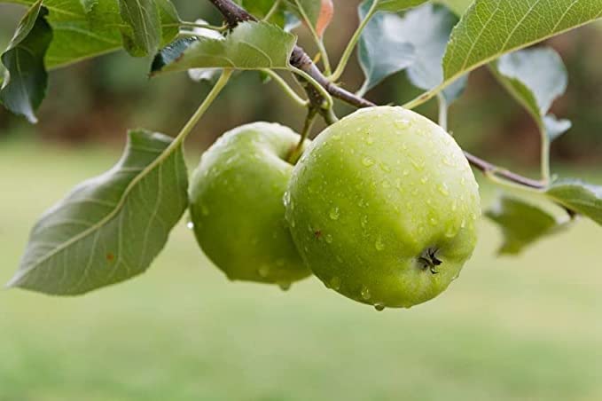 Rishira Green Apple Plant, Grafted Healthy Live Plant, This