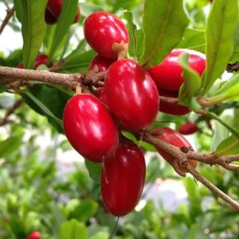 45pieces red Miraculin Fruit Seed