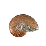 Farbe: bunt AMICER Bunte Halskette Anhänger DIY Schmuck Madagaskar Meer Schnecke Natürlicher Ammolit Fossil grober Edelstein Sammlerstücke Stein Conch Exemplar (1 cm ~ 2 cm)
