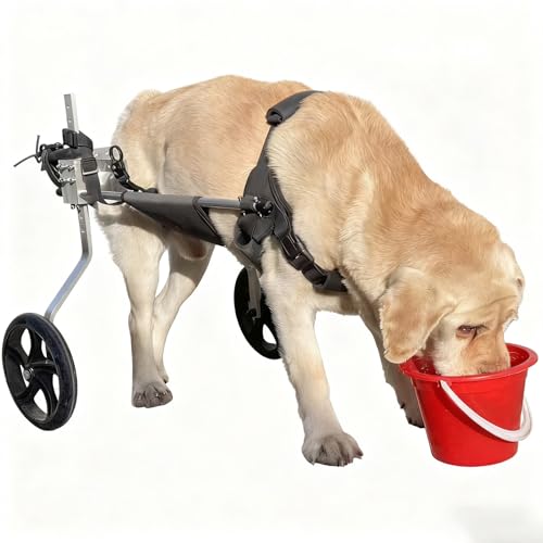 Adjustable Dog Cart for Hind Legs, Large Breed Pet Wheelchair, Strong Lightweight Frame, Padded Belly Sling and Seat, Big Shock-Absorbing Wheels(XXL)