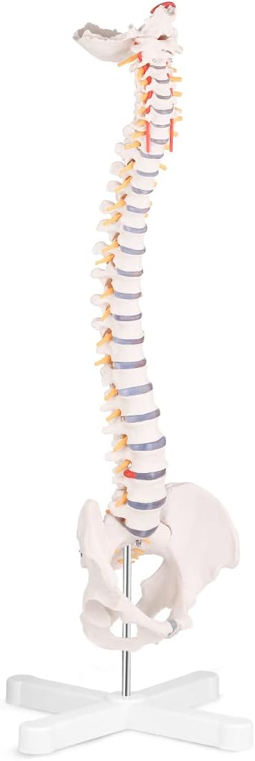 SKUMOD Life Size Spine Model, Flexible Anatomical Human Spine Model with Vertebrae Nerves Arteries, Medical Spine Model with Colorful Manual.
