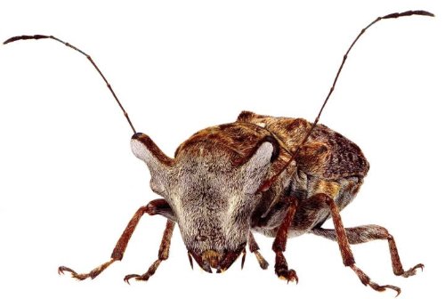 ドングリから虫 シギゾウムシとハイイロチョッキリを徹底解説 ミズムック