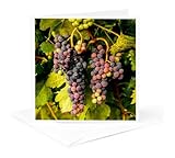 3dRose USA, Washington, Okanogan Valley, Omak. Pinot grapes in vineyard. 1 Greeting Card with envelope