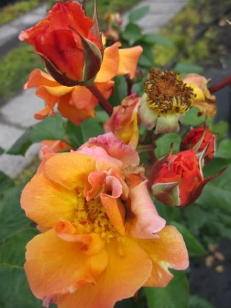 Strauchrose Arabia - Rosa Arabia - dunkelorange - Tantau-Rose