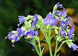 Grow Your Secret Garden