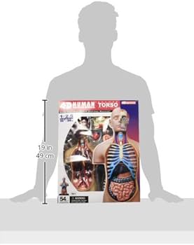 Amazon.com: 4D Vision Deluxe Human Anatomy Torso Model : Toys & Games