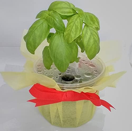 Amazon Co Jp 家庭用 ハーブの水耕栽培キット 窓際族 窓辺でバジル ホーム キッチン