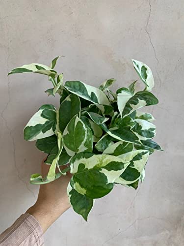 Creative Farmer Gardening Plant Scindapsus Hanging, 17 Cm Pot(6 Inch) Plants Live Balcony (Gardening Healthy Plant)