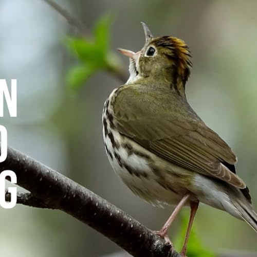 Season 4 Episode 19 Uncommon 8 Letter Words 4000-4500