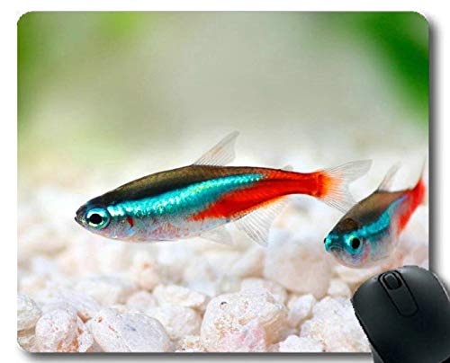 Amazon.com: Betta Fish Theme of Mouse pad 181226-008 多種色彩