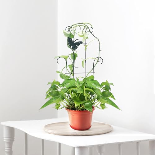 Image of 23 Inch Plant Trellis for Potted Plants, Sturdy Metal Houseplant Trellis for Climbing Plants Indoor Outdoor, Rust-Resistant Plant Support for Monstera Pothos Ivy, 4 Pack (4, 23inch)