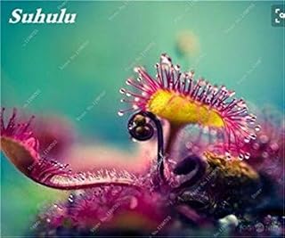 RIC Light Yellow: 100pcs / Bag Earth-Chrysanthemum Seeds, Perennial Chrysanthemum of Bonsai Flowers Margherita boggling Plant for The Giardino di Casa Luce Gialla: Only Seeds