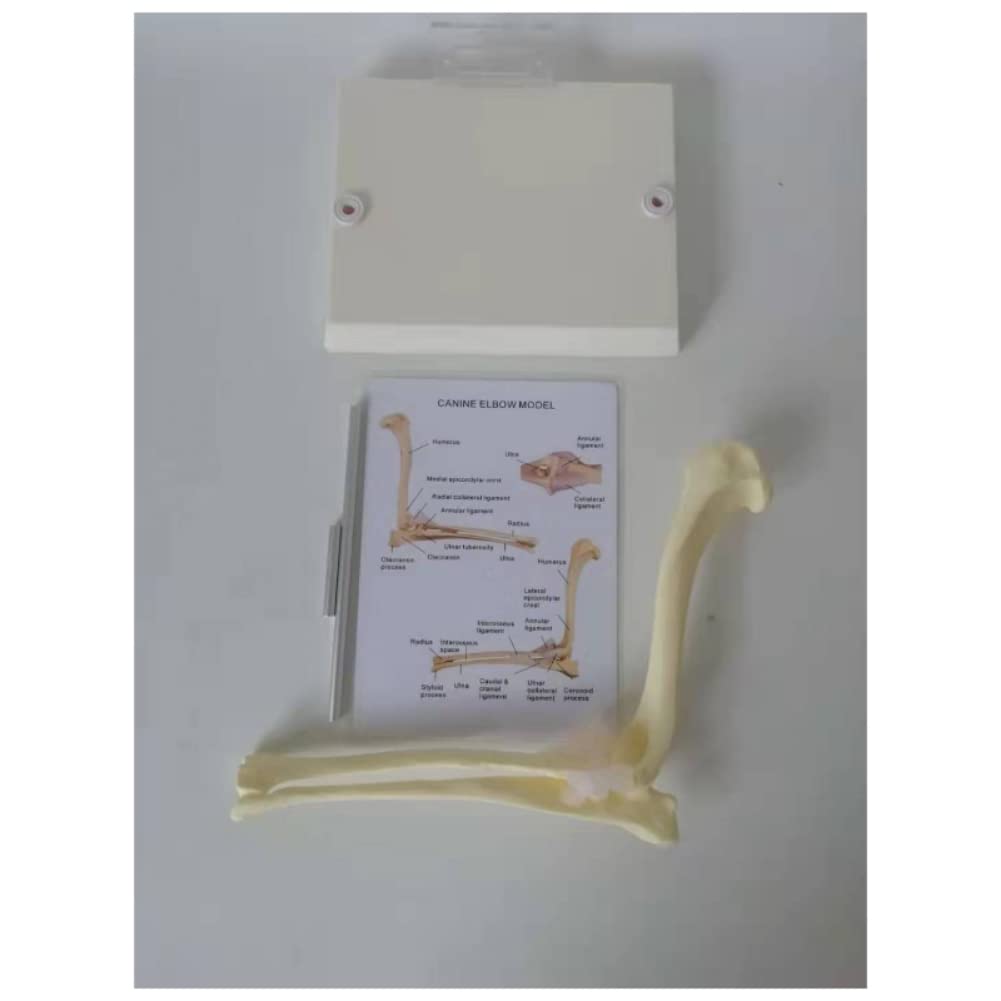 Ellenbogengelenk-Modell für Hunde und Hunde, Lehrmittel für Veterinärstudien, Display-Unterricht, medizinisches Modell. Animal Body Anatomy Dog Ellenbogen für das Veterinäramt