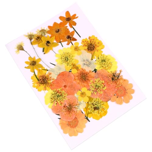 Pack de 40 flores prensadas secas naturales naranja para manualidades miniatura 1