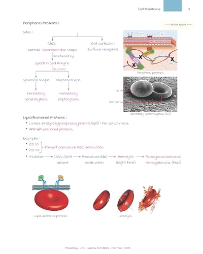 Image of Physiology M 8.0 - MBBS First Year Notes by Dr. Krishna Kumar | Updated Version 2025 /2026 | Fully Coloured,