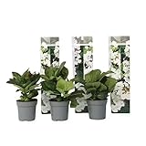 Hortensie Tellerhortensie „Benxi“ 3er-Set – Hydrangea macrophylla – winterharte blühende Gartenpflanze, 20–30 cm inkl. Topf – ideal für Garten, Terrasse & Kübel