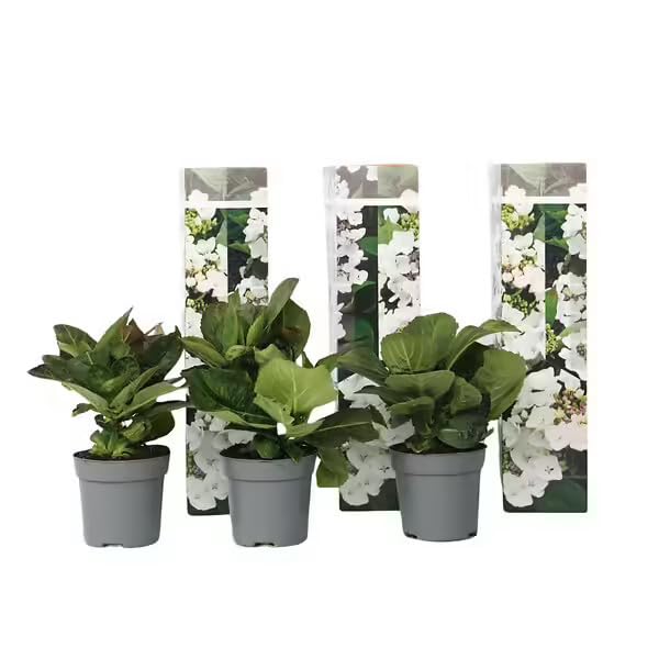 Hortensie Tellerhortensie „Benxi“ 3er-Set – Hydrangea macrophylla – winterharte blühende Gartenpflanze, 20–30 cm inkl. Topf – ideal für Garten, Terrasse & Kübel