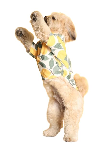 15 BUTTONS Limon Dog Shirt| Pet Fashion, Cute Prints, Gift for Pets | Comfortable Dog Clothing(Recommended Breed - Average Golden Retriever, Labrador, German Shephard, Huskey)(2XL) (B0D4HRP1SJ) Amazon Price History, Amazon Price Tracker