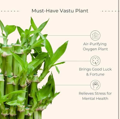 Image of Two layer lucky bamboo | For Living Room or Office table | indoor plants for good luck and air purification (Bamboo Metal Pot)