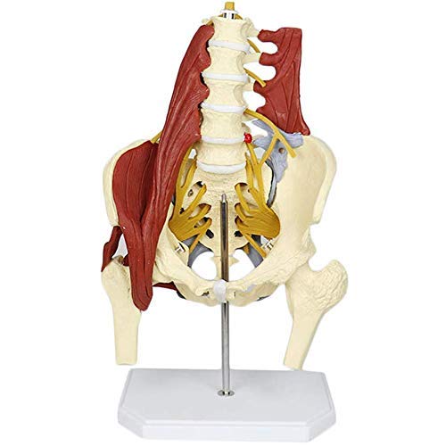 Model ludzkiego kręgosłupa naturalnej wielkości do edukacji i nauki – zestaw kręgów lędźwiowych w skali 1:1, idealny dla kręgarzy i osteopatów