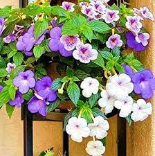 Achimenes ‘Mix’ Beautiful Flower Bulbs for Summer- Autumn Season-(Pack of 15 Bulbs) (B0BZ4CQMQ9) Amazon Price History, Amazon Price Tracker