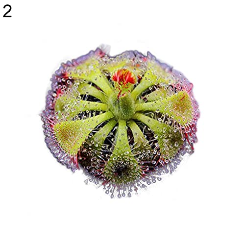 Zaden voor Tuinieren, 100 Stks Drosera Lovellae Zonnedauw Insectivorous Plant Gemakkelijk Grow Tuin Bonsai Decor - 4 # - Afbeelding 4