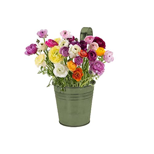 made2trade Juego de 6 macetas colgantes para balcón, terraza, jardín con ganchos, metal verde Cover