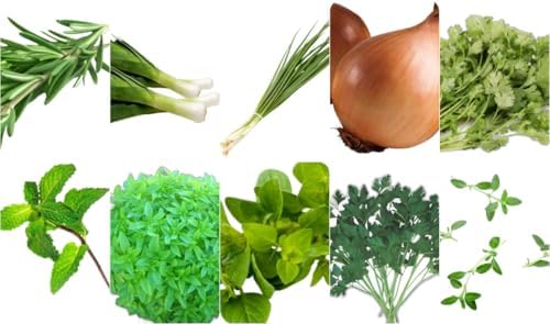 Kit de Sementes de Temperos, 235 Sementes, Cultive Seus Próprios Sabores Frescos, Horta, Varanda ou Jardim