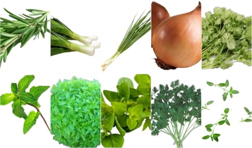 Kit de Sementes de Temperos, 235 Sementes, Cultive Seus Próprios Sabores Frescos, Horta, Varanda ou