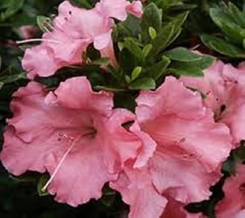 (1) - Gumpo Pink (Dwarf) Azalea - Starter Plant (M) (1 Live Plant) #TOP3
