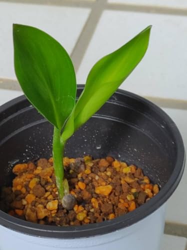 観葉植物 ストレリチア ノンリーフ」の人気商品一覧・価格比較 - 価格.com