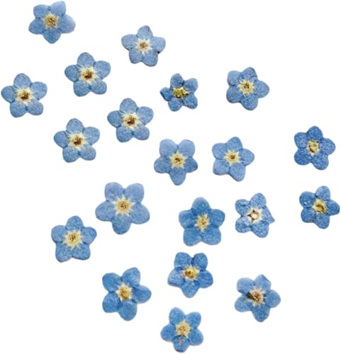 Flores Secas Naturales para Manualidades 10 U miniatura 6