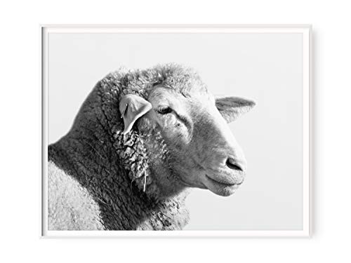 Black and White Cute Fluffy Sheep Picture | Farm Animal Portrait Perfect For Kids Bedroom and Baby Nursery | Rustic Farmhouse Kitchen Wall Decor | High Quality 11x14 Ready to Frame