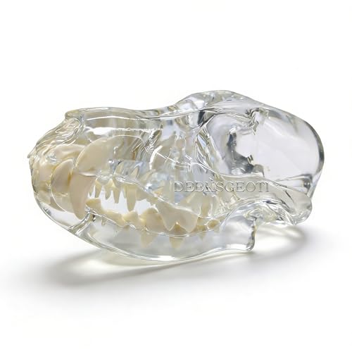Image of Canine Skull Dog Jaw Dental Model Typodont Oral Clear Teeth Model Pet Clinic Anatomical Tooth for Canine Veterinary Office Education Decoration Demonstrate (Dog Skull Model)