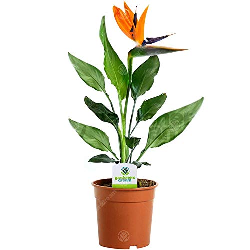 GardenersDream Strelitzia - Bird of Paradise Plant, Large House Plants - Exotic African Violet Plant for Home & Office - Live Indoor Plants, 40-50cm Tall in 12cm Pot GardenersDream Strelitzia - Bird of Paradise Plant, Large House Plants - Exotic African Violet Plant for Home & Office - Live Indoor Plants, 40-50cm Tall in 12cm Pot