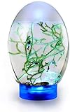 WABHDN Spherical Fish Tank Aquatic Ecosystem, Ecosphere Closed Aquatic Ecosystem, with LED Base...