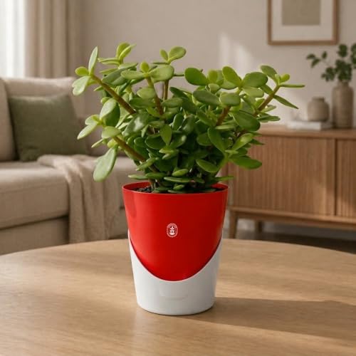 Image of Urban Upvan 4 Inch Self Watering Pot with Jade Plant | Indoor Decorative Planter with Drainage System | Ideal for Home, Office & Desk Decor | Red