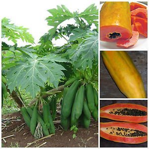 Vietnamese Dwarf Cylindrical Papaya Vietnamese Dwarf Cylindrical Papaya