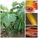 Vietnamese Dwarf Cylindrical Papaya "Kaek dahm" Low Bearing Tree Papaya 50 Seeds