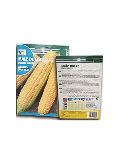 Semillas de Maíz   Semillas para Huerto   Semillas Hortícolas de Maíz Dulce