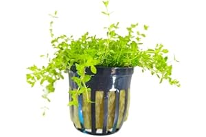Pearl Weed Live Aquarium Plant