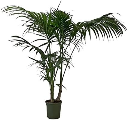 KENTIS - Howea Forsteriana Kentia - Palma - Piante da Interno Vere - Pianta Tropicale da Appartamento H 160-170 cm Vaso Ø 24 cm