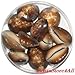 IndianStore4All 11 Pcs Rare Brawn Kauri, Kaudi, Kawdi, Shell Goddess Lakshmi Blessing Puja