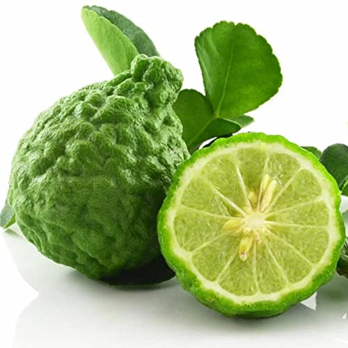 Kaffir Lime Seeds Citrus Hystrix Fragrant Used In Cooking Distinct Citrusy Aroma Ornamental Garden Patio Outdoor 55Pcs Fruit Tree Seeds By Yegaol Garden #TOP4