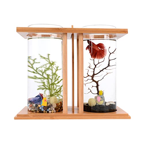 Top 10 Best Fish For Office Aquarium Reviews & Buying Guide Katynel